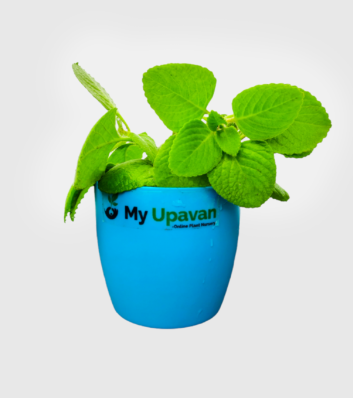 Ajwain Plant