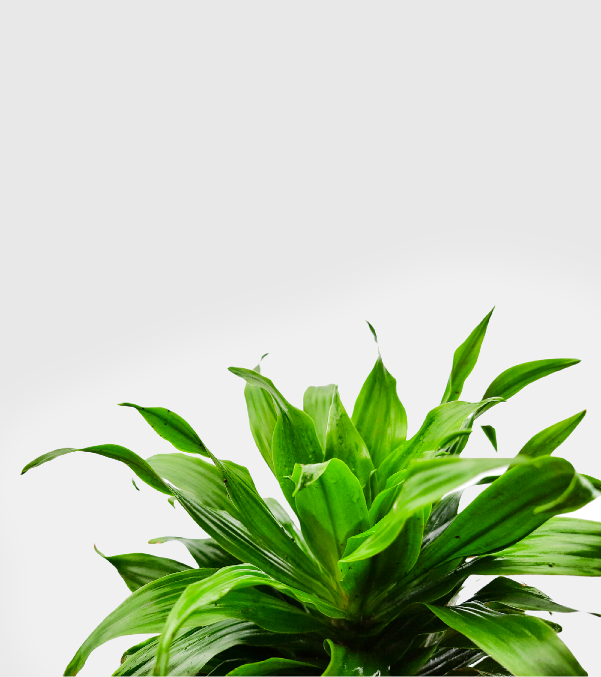 Dracaena Compacta Plant