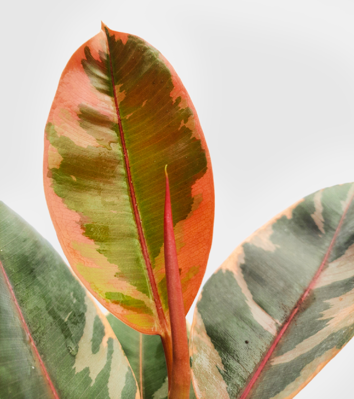 Rubber Plant - Ruby