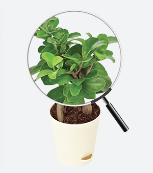 Ficus Plant