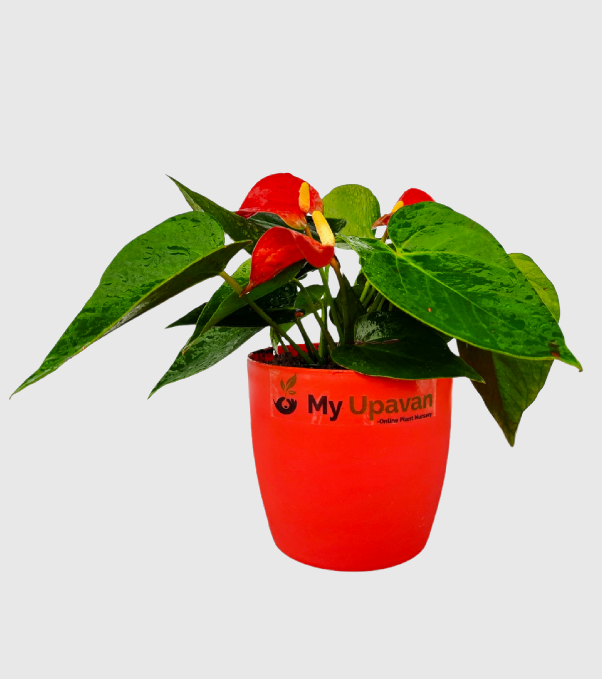 Anthurium Red Plant