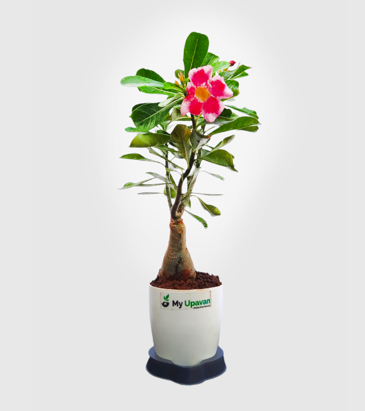 Adenium Pink Plant