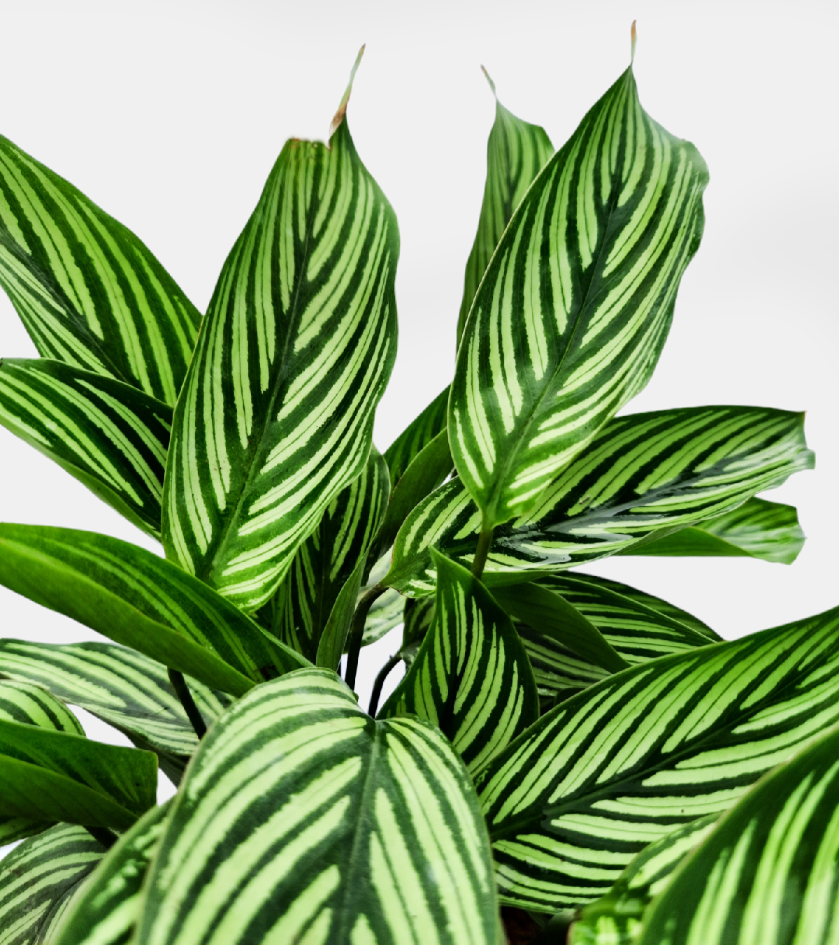 Calathea White Star