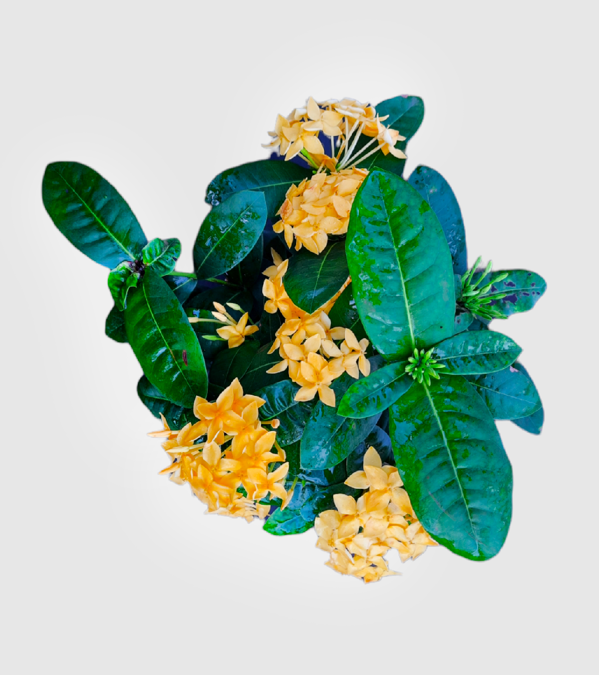 Ixora [Rugmini] Plant - Yellow