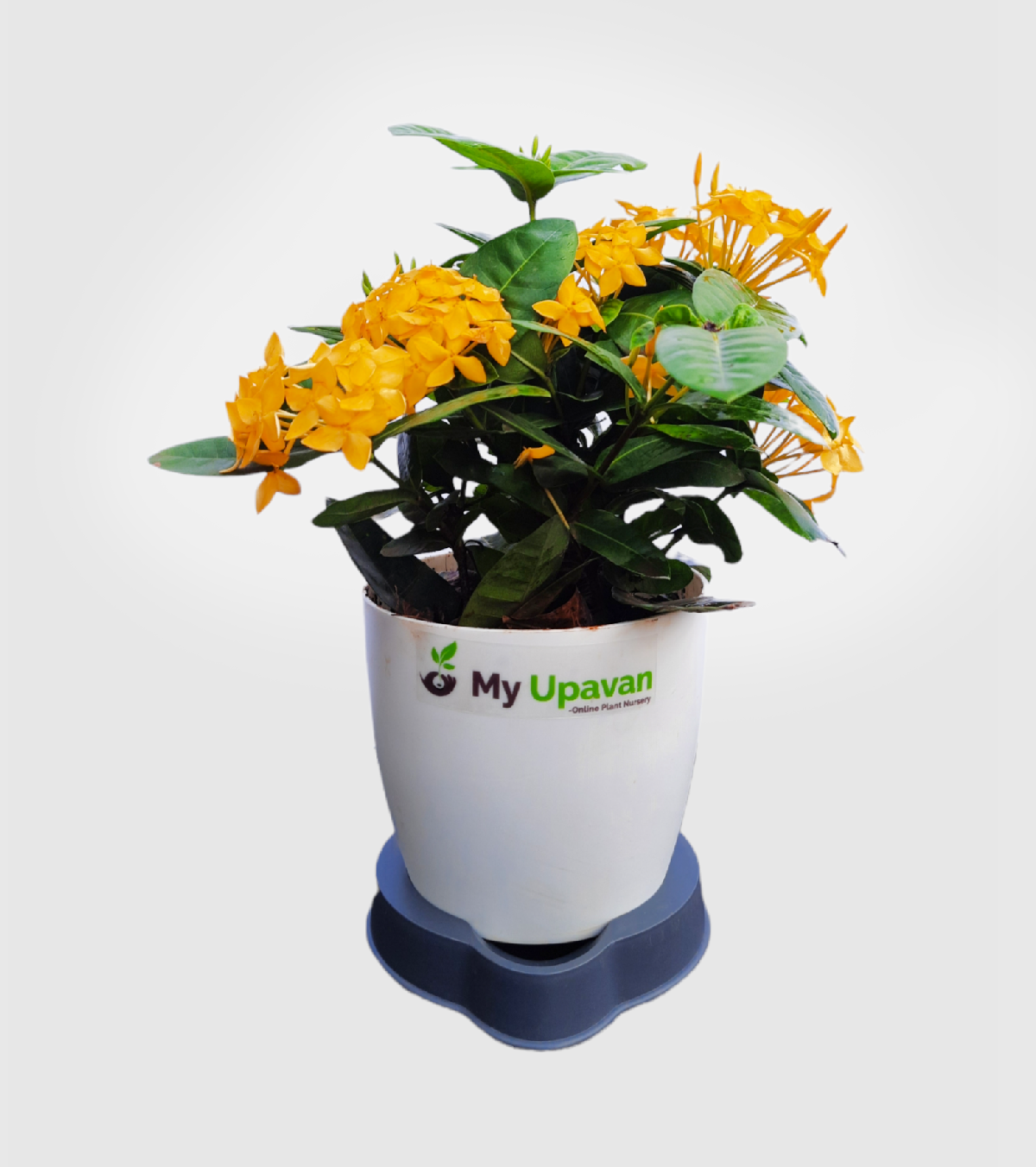 Ixora [Rugmini] Plant - Yellow