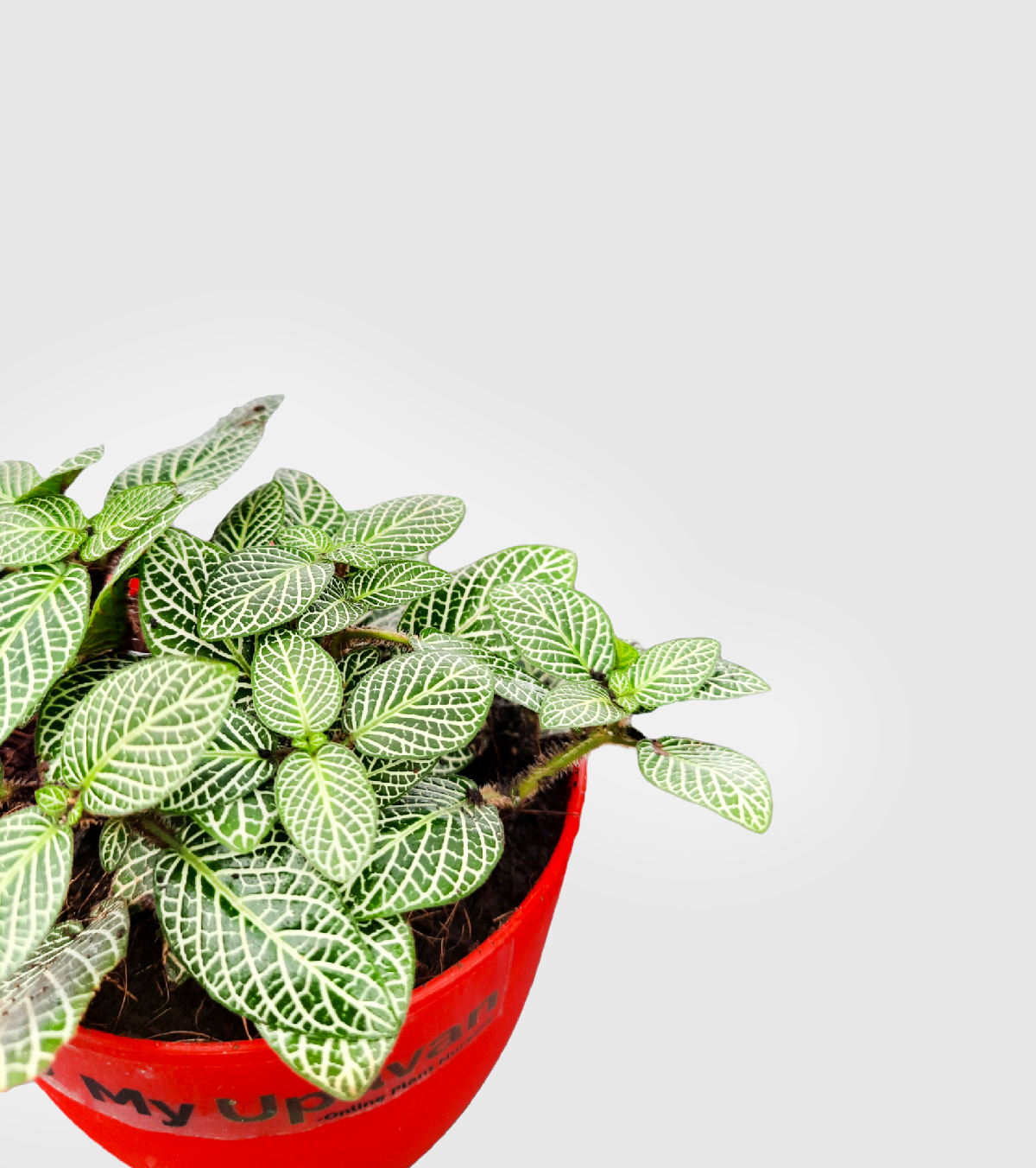 Fittonia Green Plant (Nerve Plant)