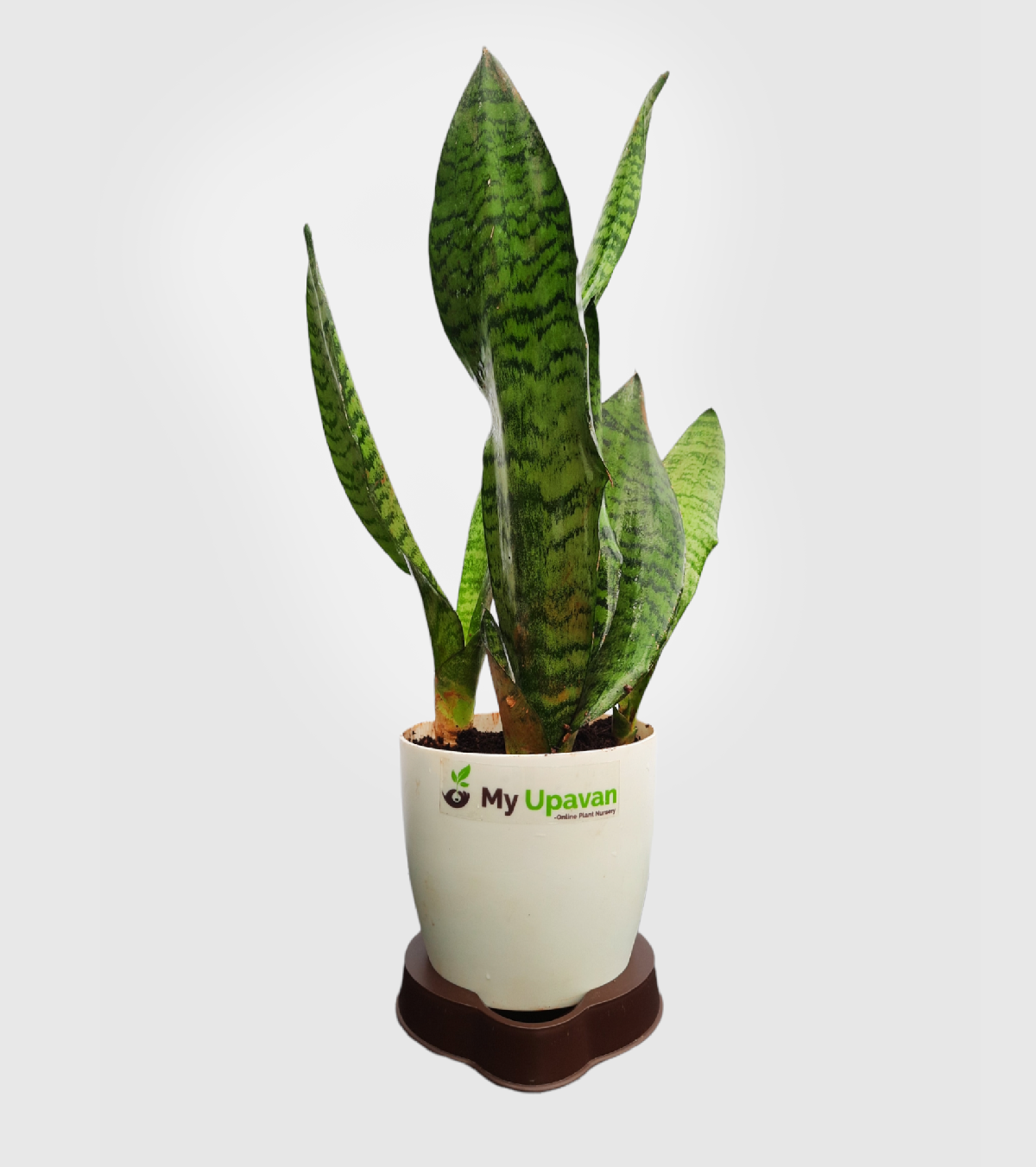 Sansevieria Superba Green Snake Plant