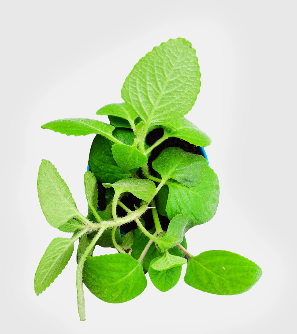 Ajwain Plant