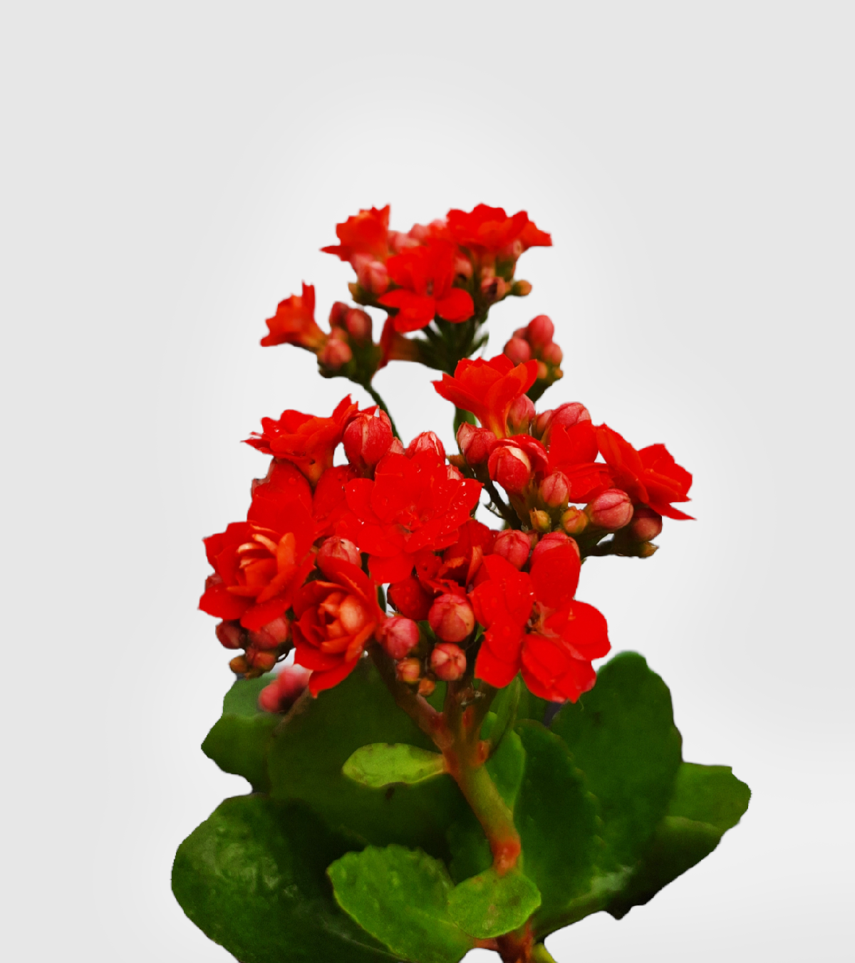 Kalanchoe Plant - Red