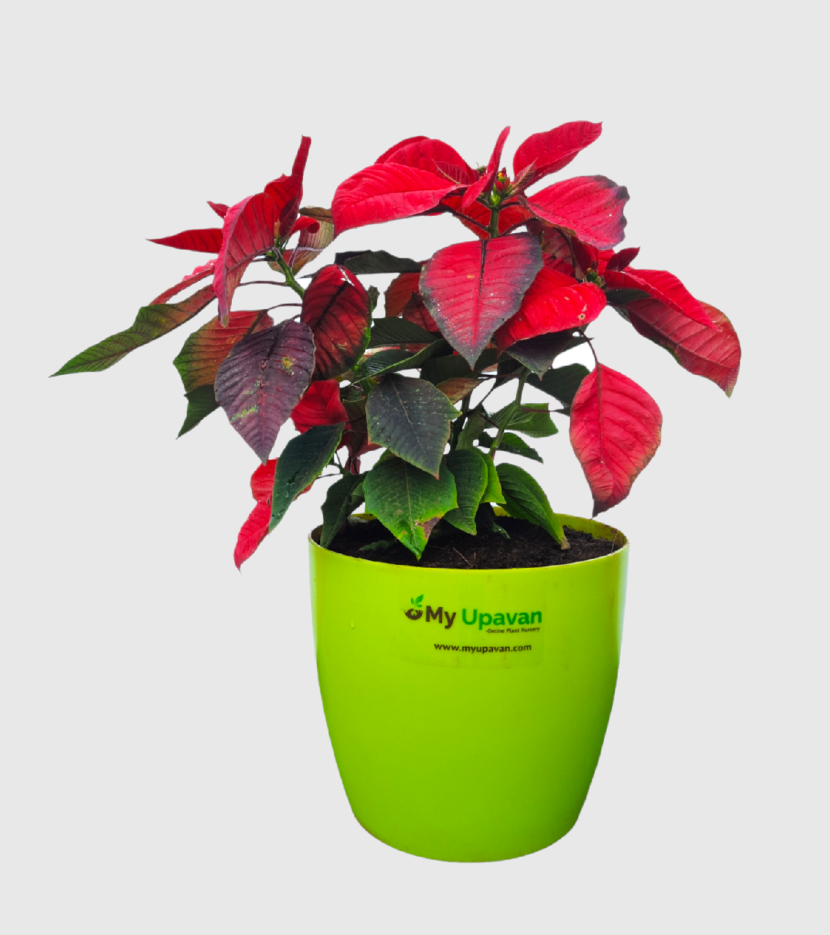 Poinsettia Plant