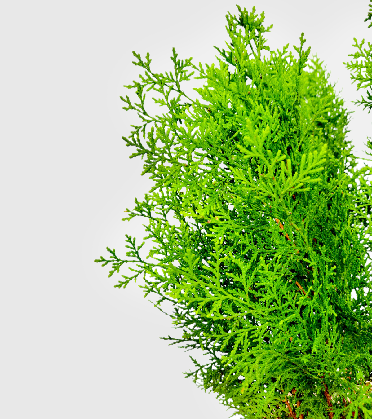 Thuja Plant