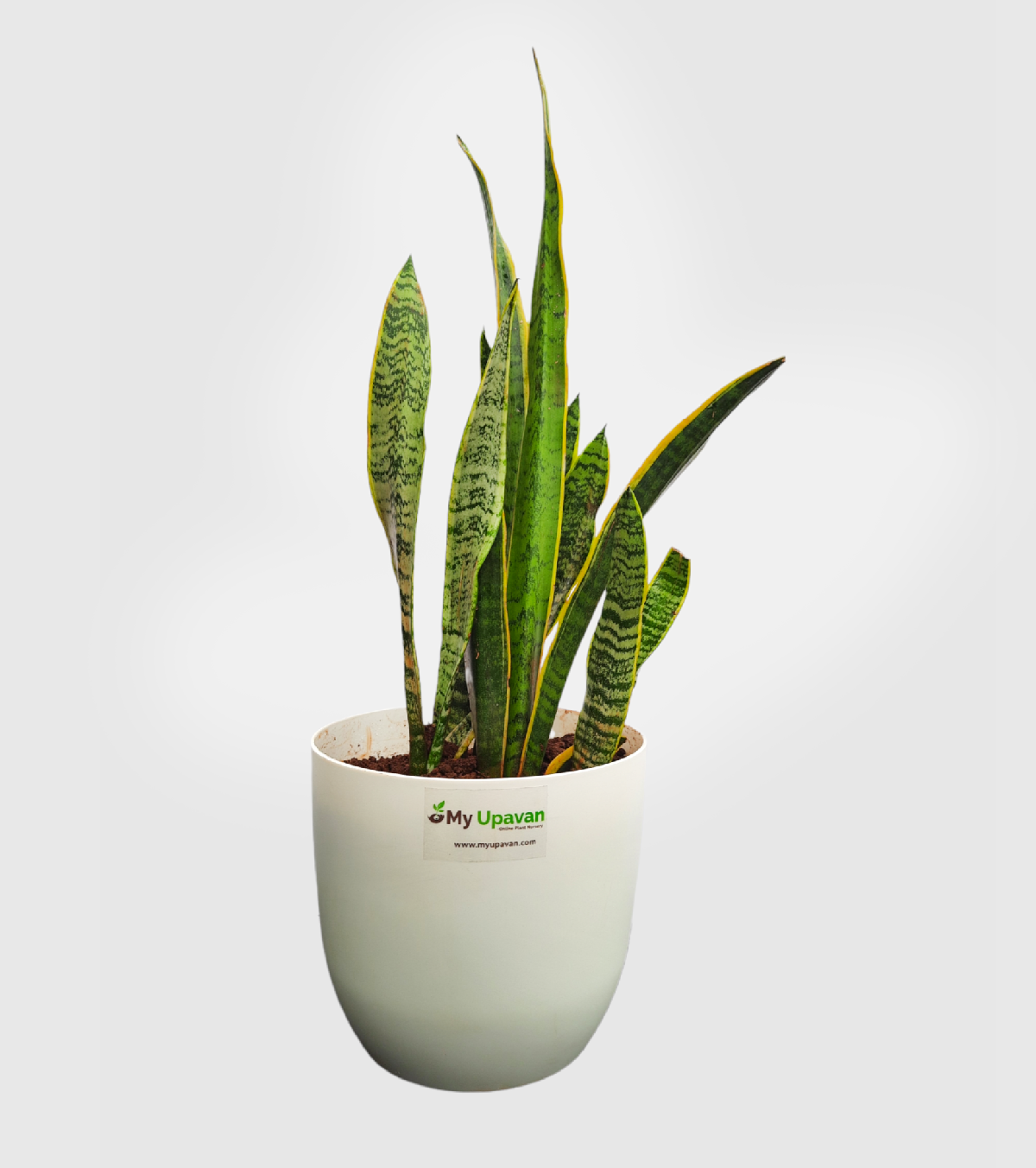 Sansevieria Laurentii Plant - XL